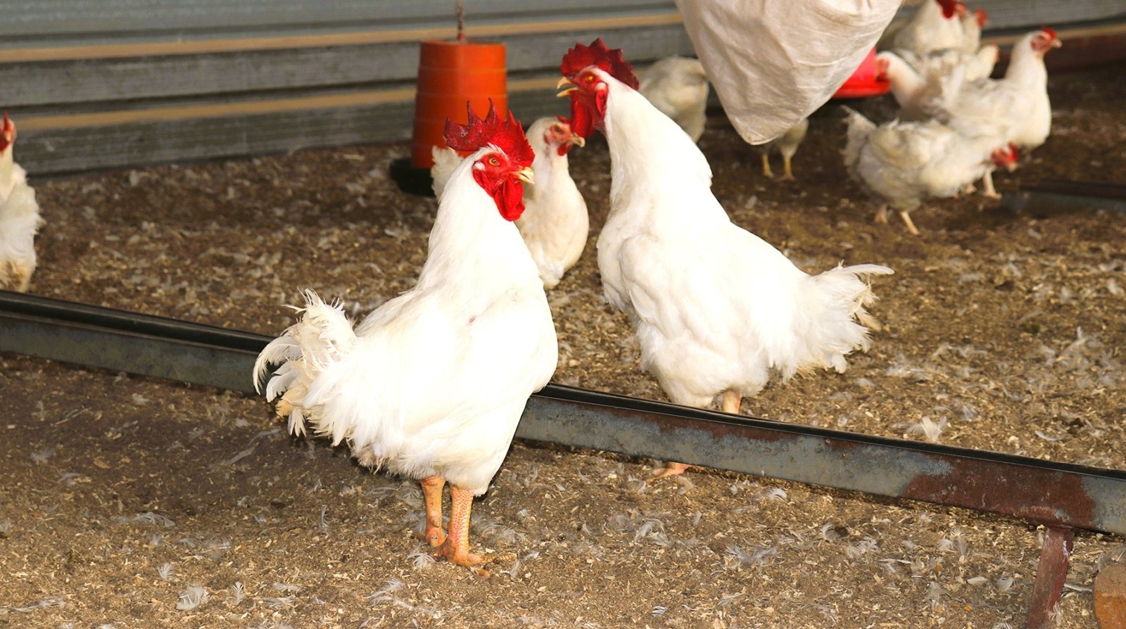 Identify Underperforming Broiler Chickens Early