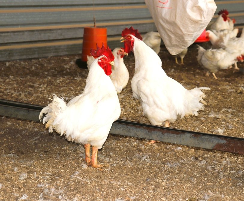 Identify Underperforming Broiler Chickens Early