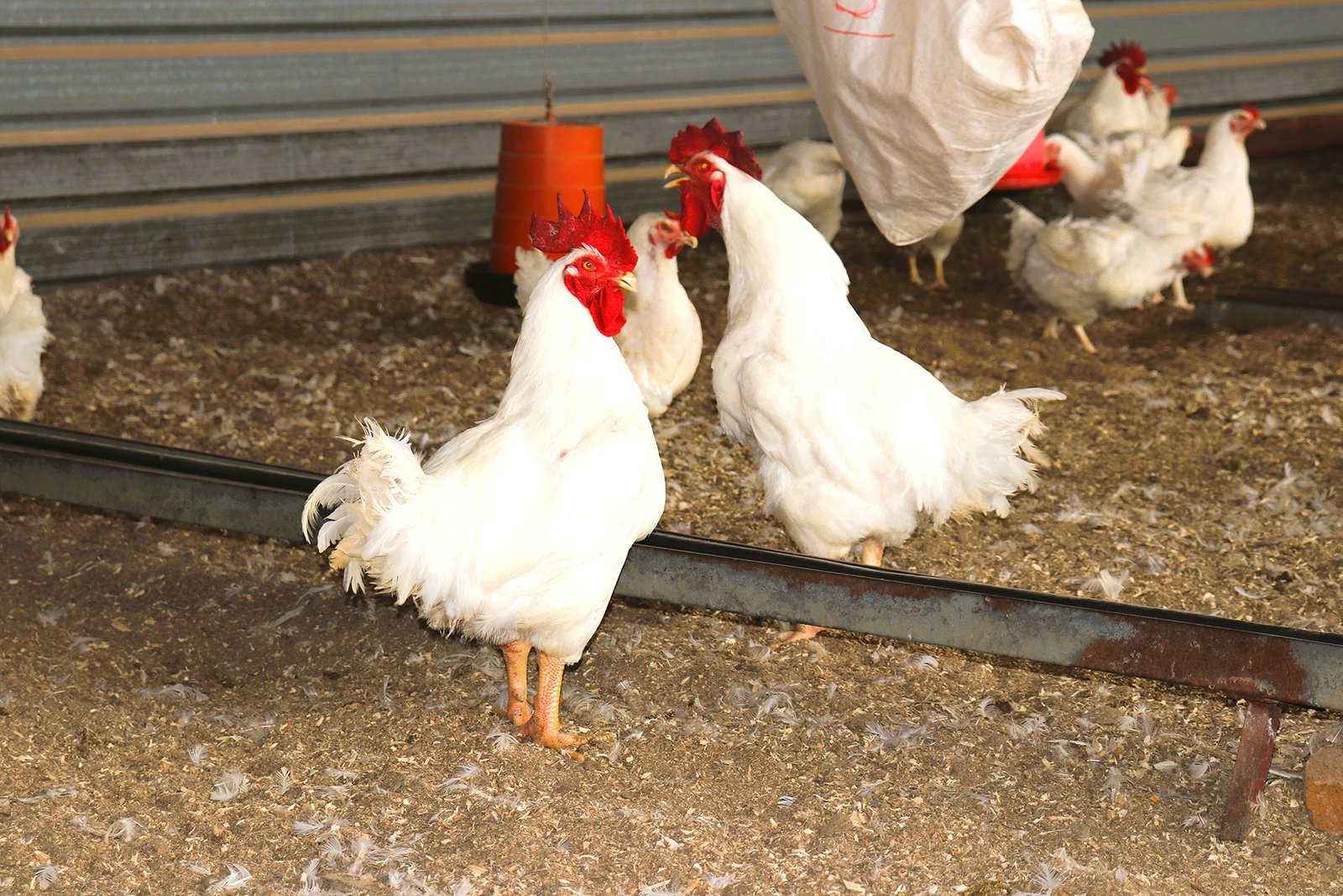 Identify Underperforming Broiler Chickens Early
