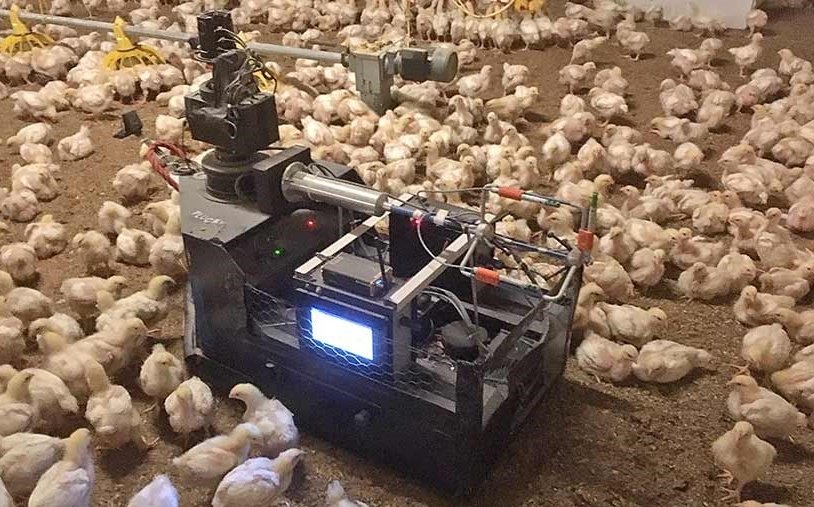 Innovations in Broiler Chicken Farming: Efficiency