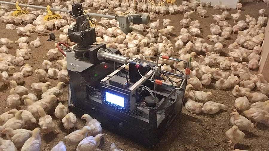 Innovations in Broiler Chicken Farming: Efficiency