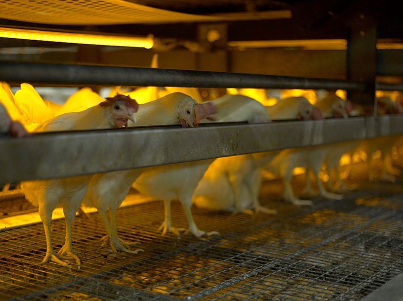 Innovations in Broiler Chicken Housing: Automation