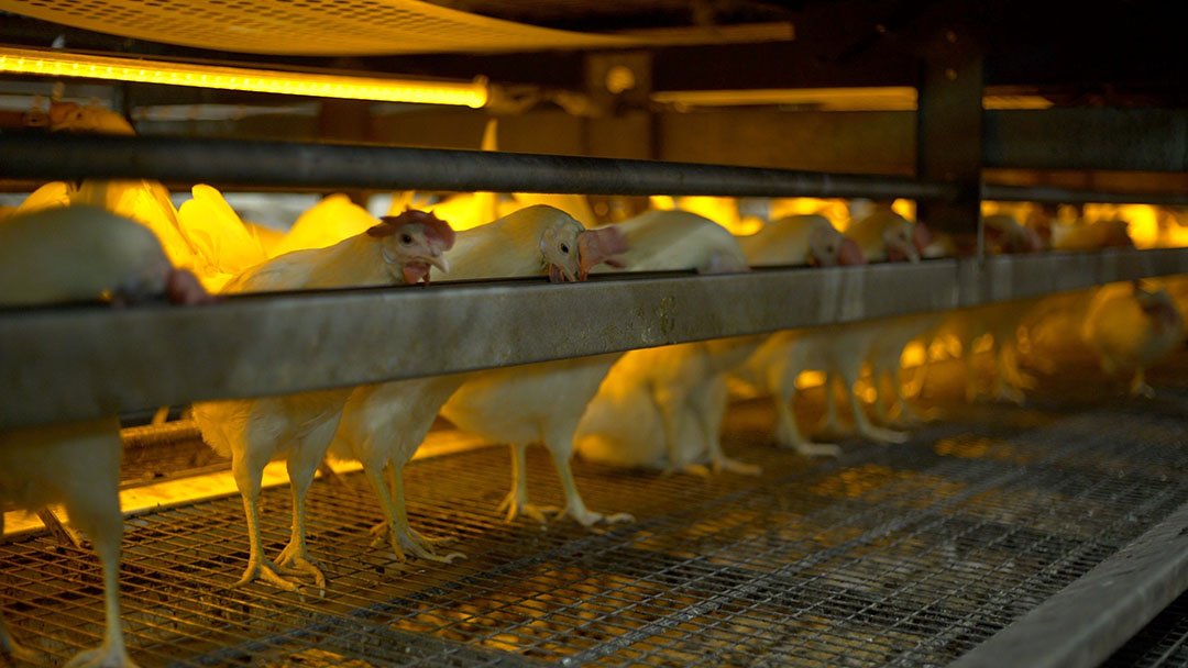 Innovations in Broiler Chicken Housing: Automation