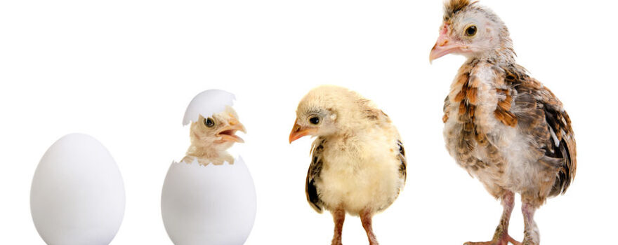 Broiler Chicken Growth: Key Factors at Each Stage