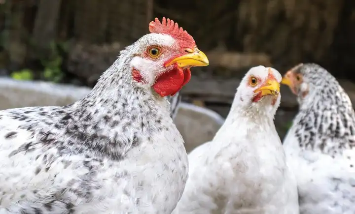 Essential KPIs for Broiler Chicken Growth