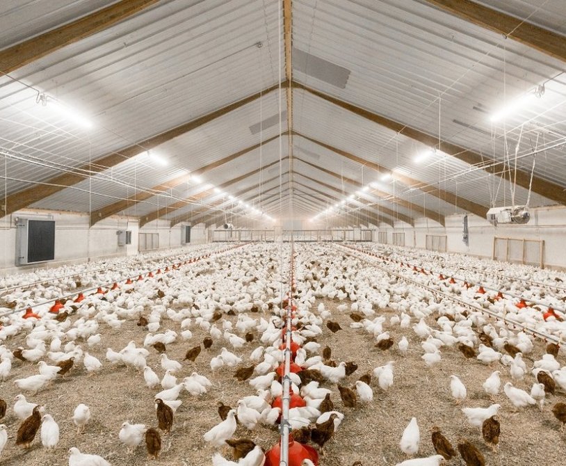 Lighting Programs for Broiler Chickens: Maximizing Growth