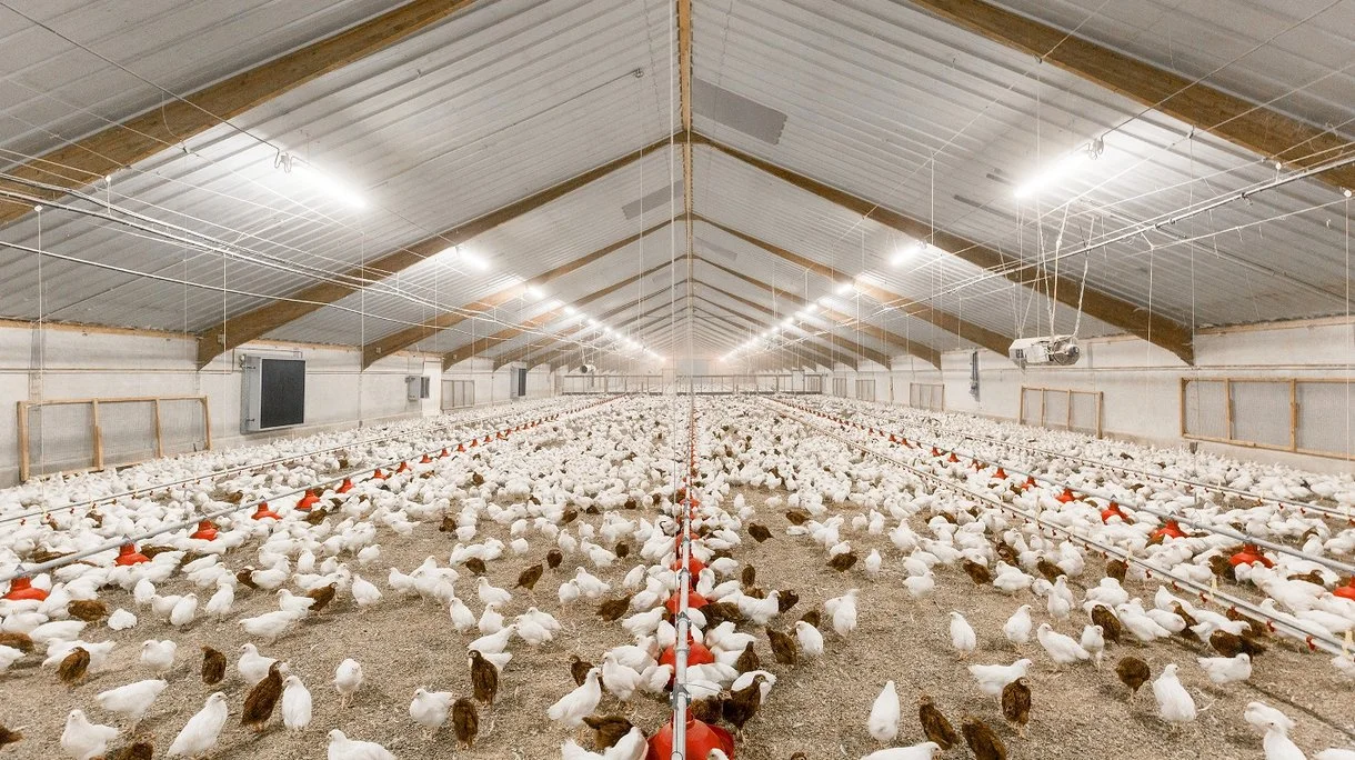 Lighting Programs for Broiler Chickens: Maximizing Growth