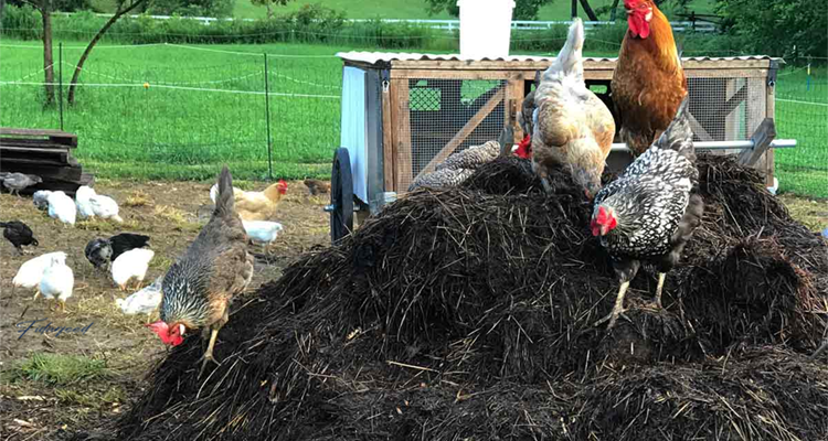 Managing Broiler Chicken Waste: Environmental Control