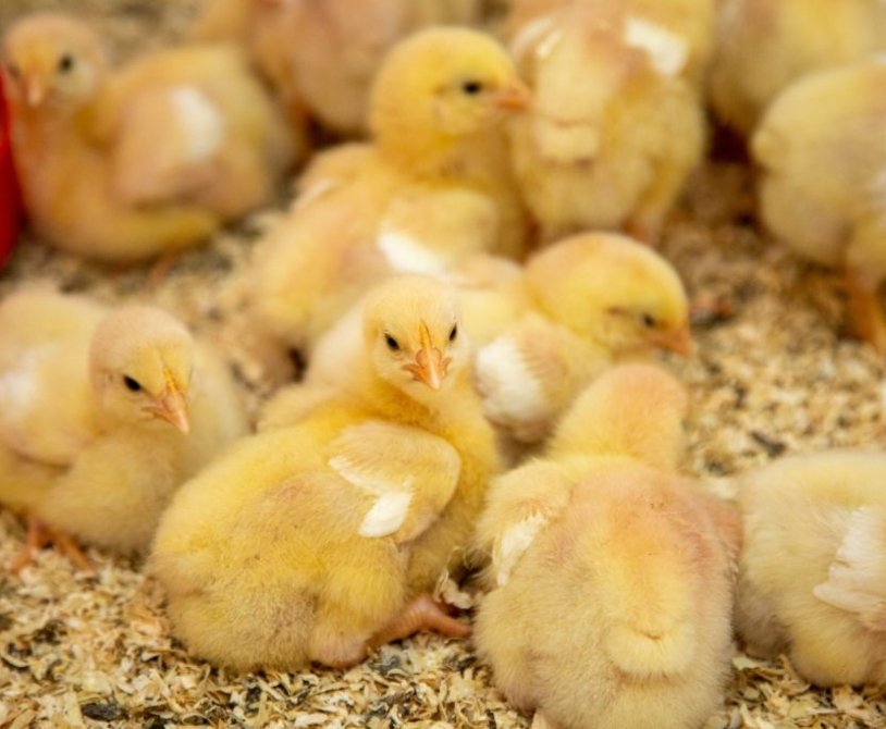 Managing Broiler Chickens in the Starter Phase