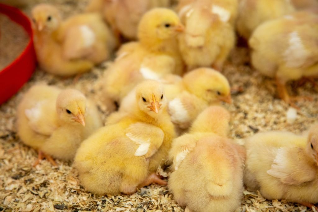 Managing Broiler Chickens in the Starter Phase