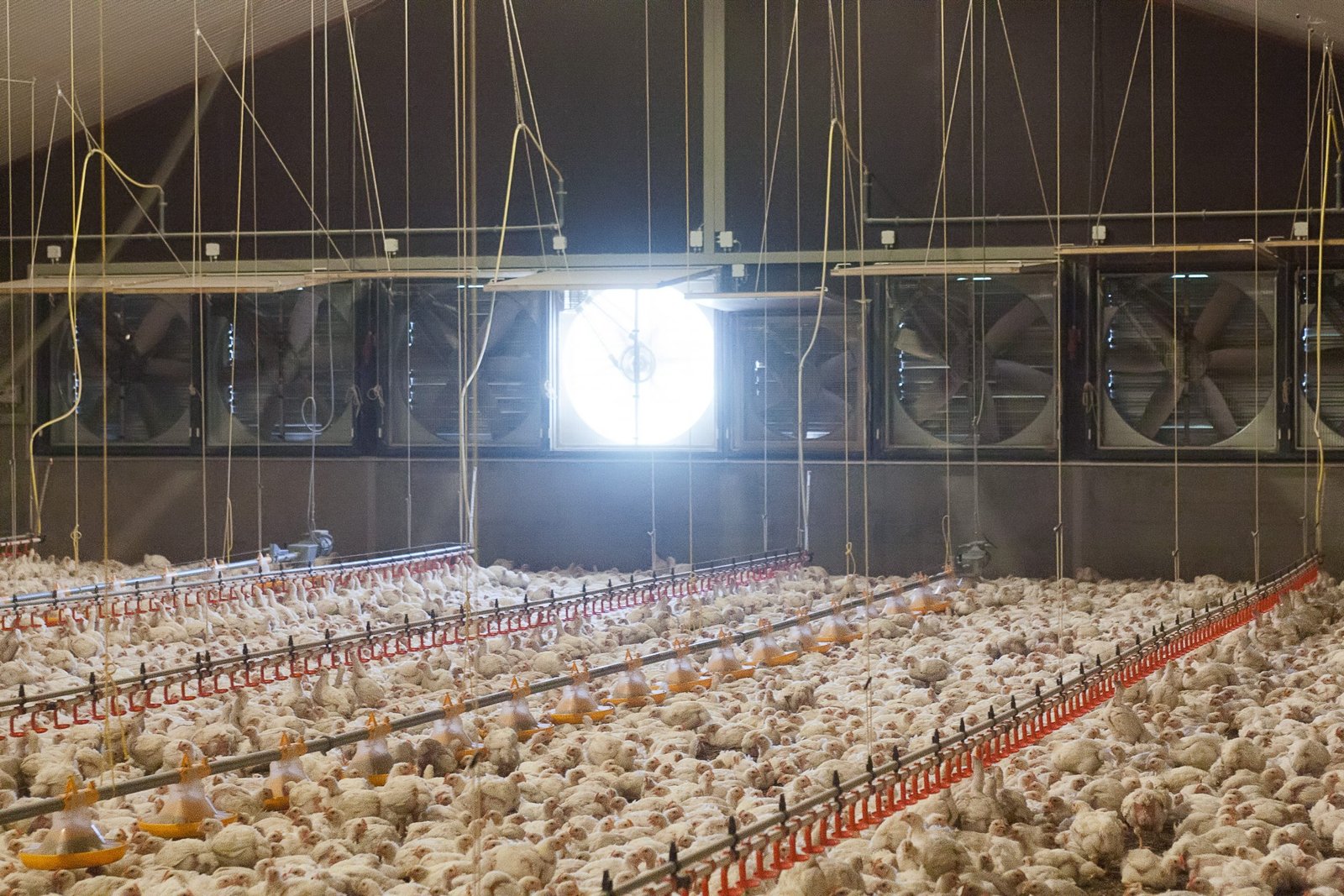 Managing Humidity for Optimal Broiler Growth