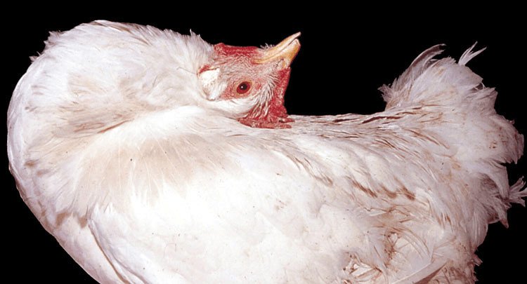 Nutritional Deficiencies in Broiler Chickens: Prevention