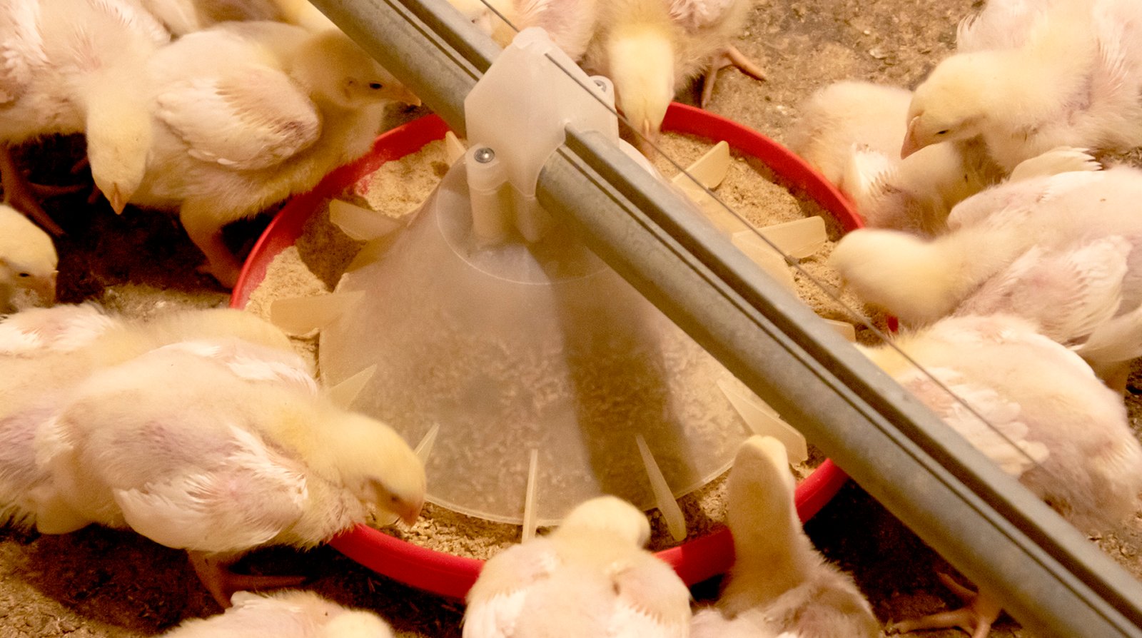Nutrition's Impact on Broiler Chicken Performance