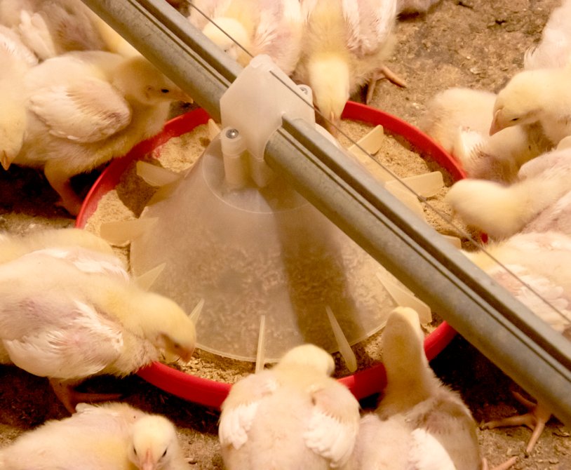 Nutrition's Impact on Broiler Chicken Performance
