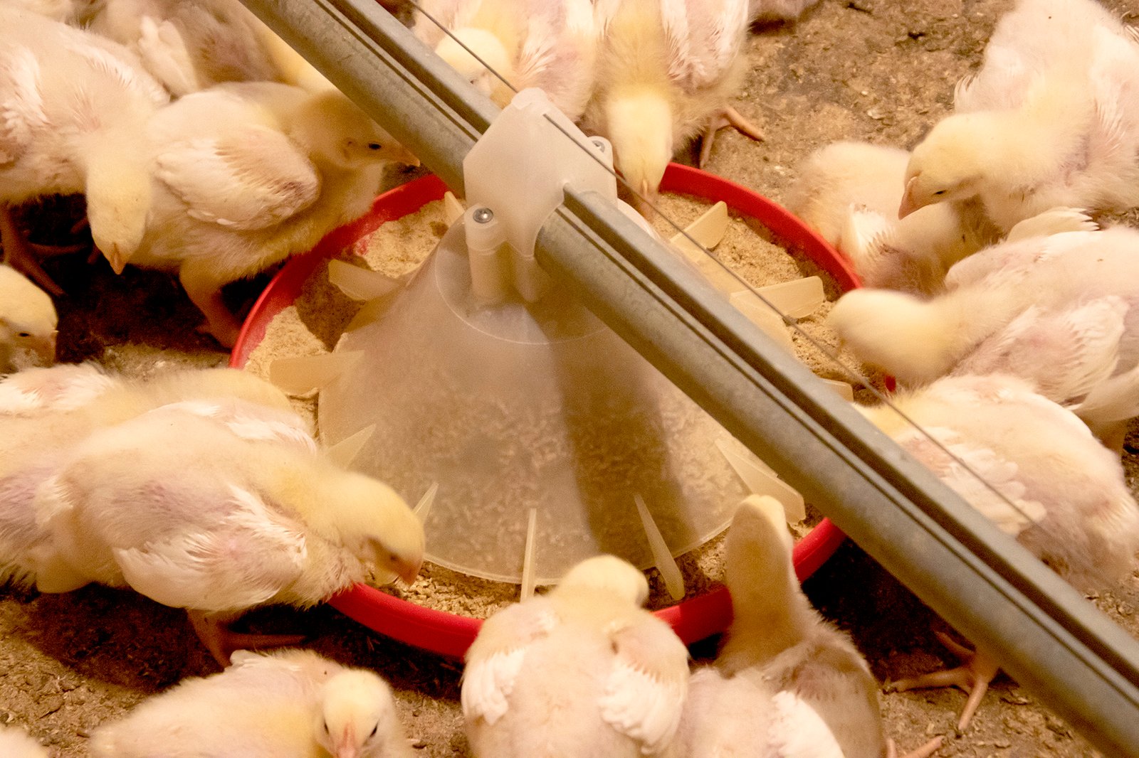 Nutrition's Impact on Broiler Chicken Performance