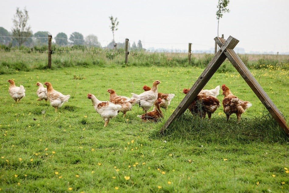 Organic Farming for Broiler Chicken Production