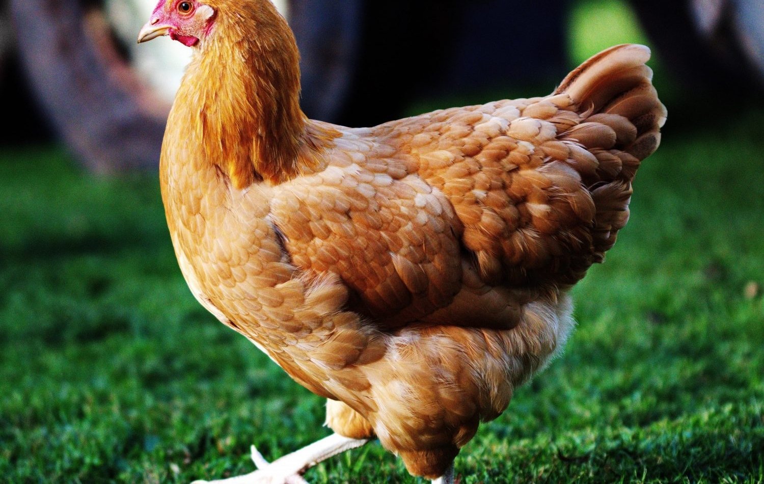 Pros and Cons of Raising Heritage Broiler Chickens