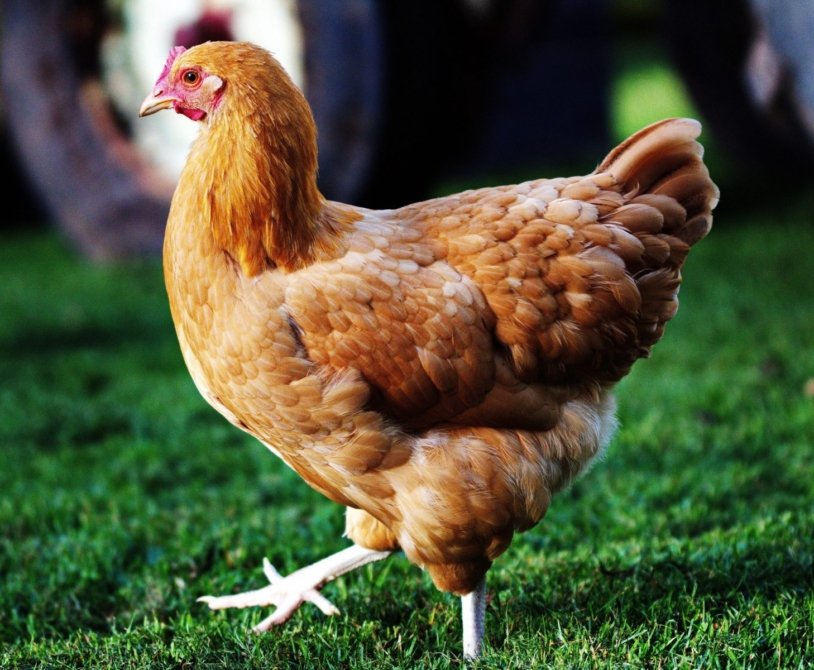 Pros and Cons of Raising Heritage Broiler Chickens