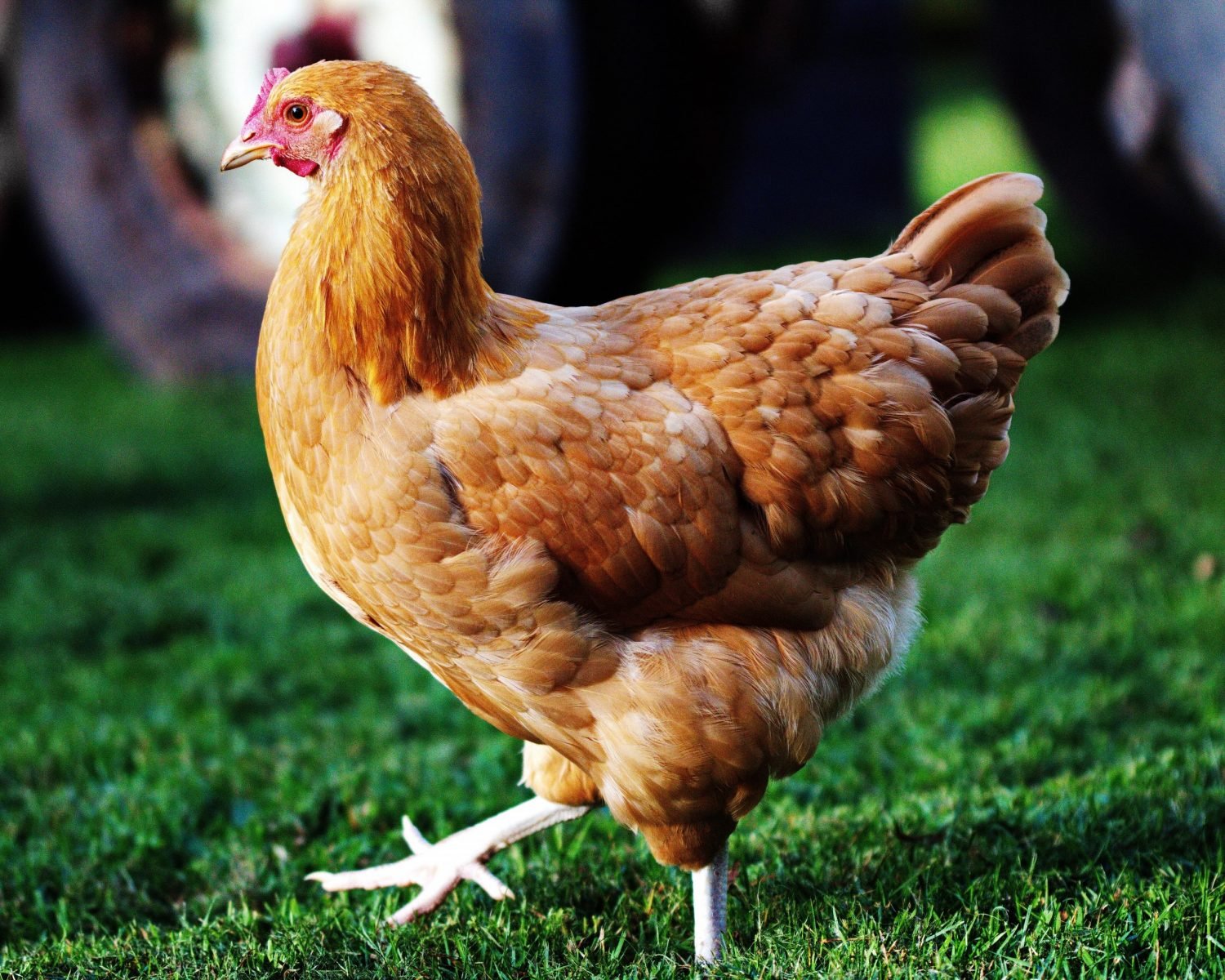 Pros and Cons of Raising Heritage Broiler Chickens