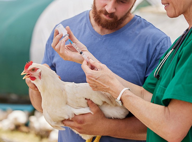 Protecting Broiler Chickens with Vaccination