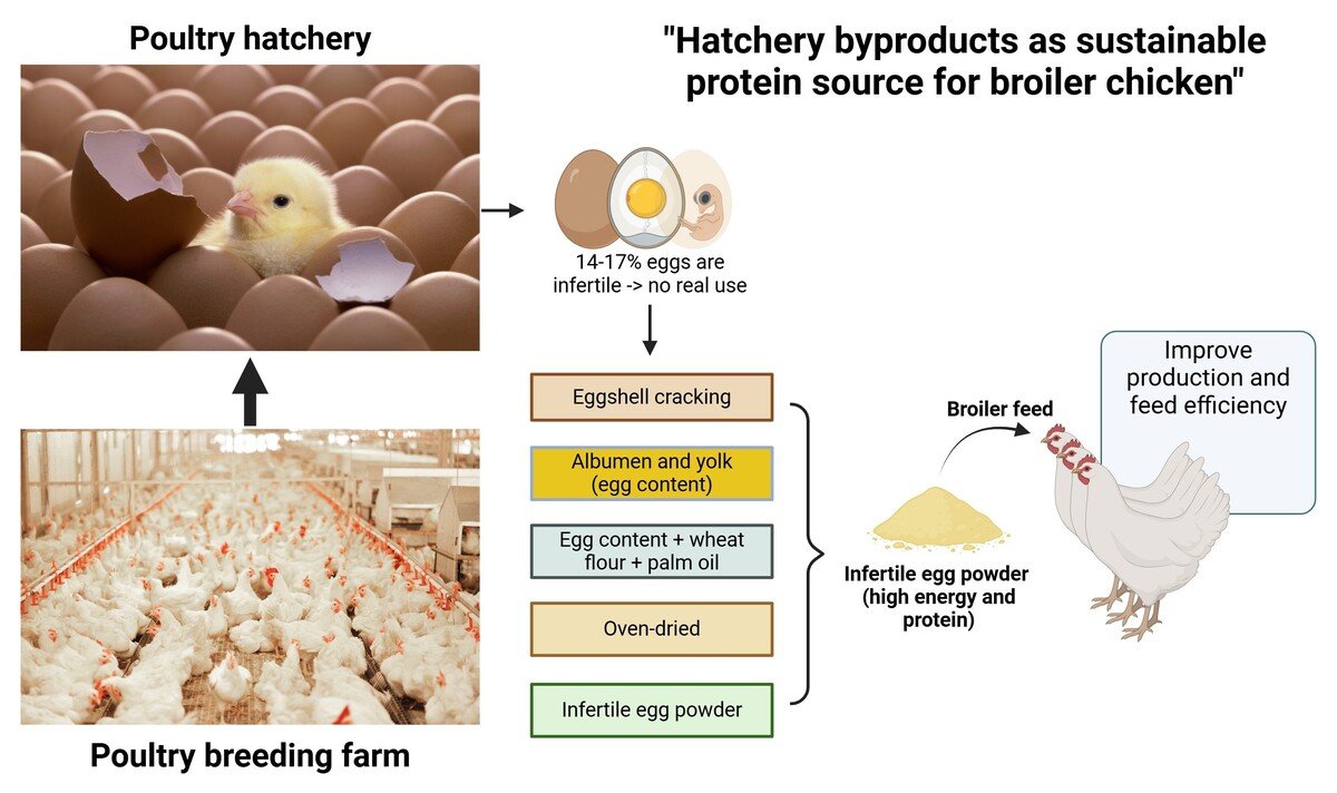 Protein's Impact on Broiler Chicken Diets