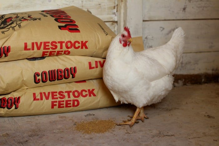 Reduce Feed Costs for Healthy Broiler Chickens