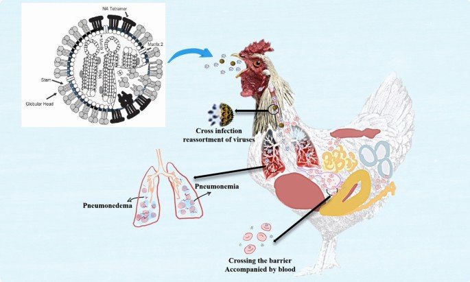 Respiratory Diseases in Broiler Chickens: Diagnosis
