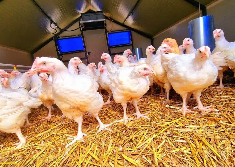 Scaling Your Broiler Chicken Farm with Investment