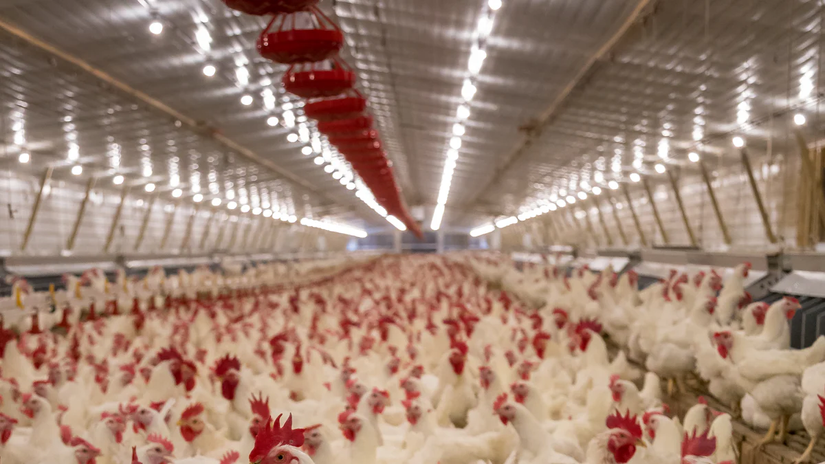 Secure Funding for Your Broiler Chicken Farm Business