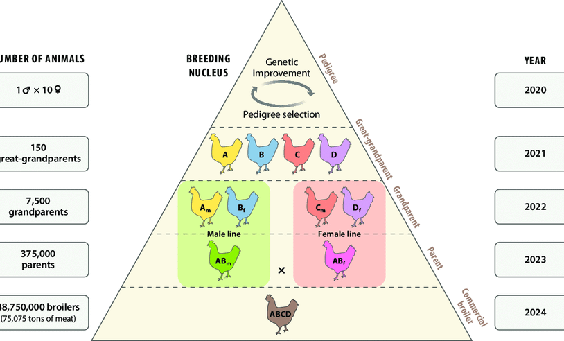 Selective Breeding in Broiler Chickens: The Science