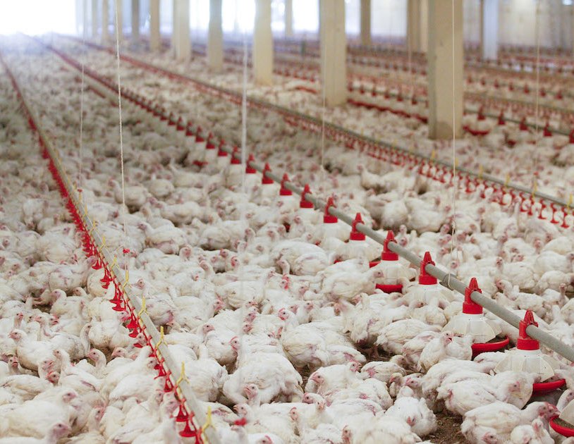 Selective Breeding's Impact on Broiler Chicken Industry