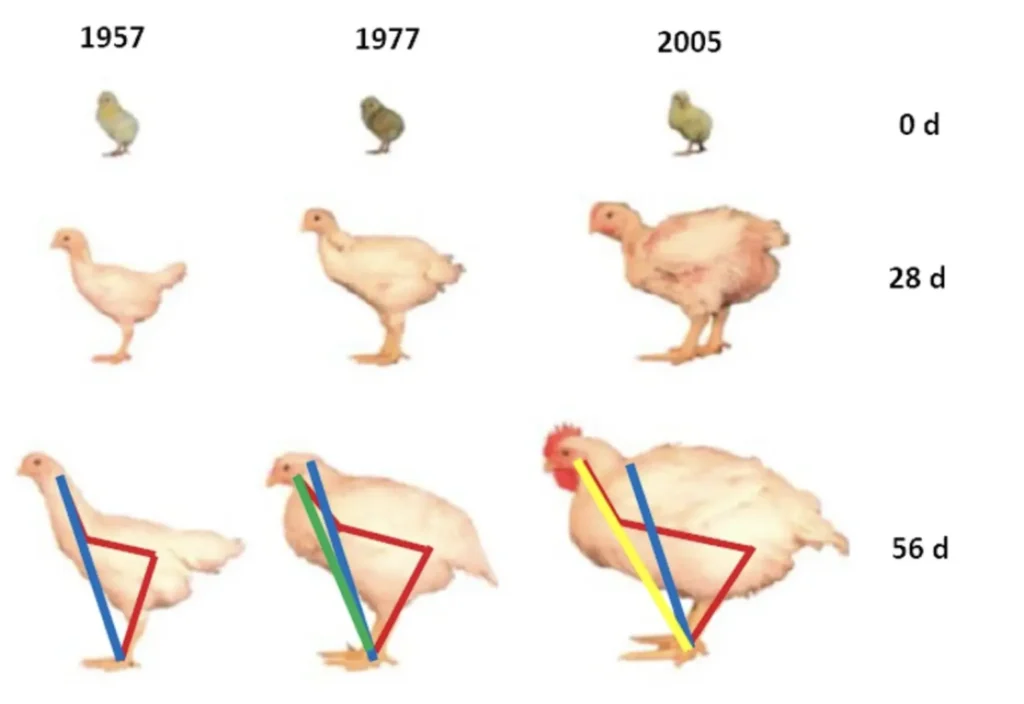 Selective Breeding's Impact on Broiler Chicken Industry