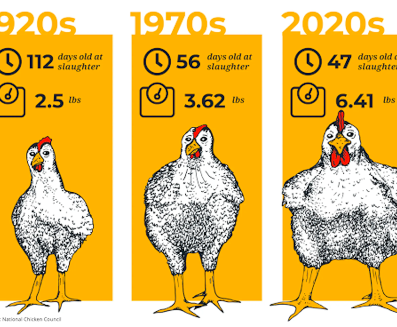 Selective Breeding in Broiler Chickens: The Science