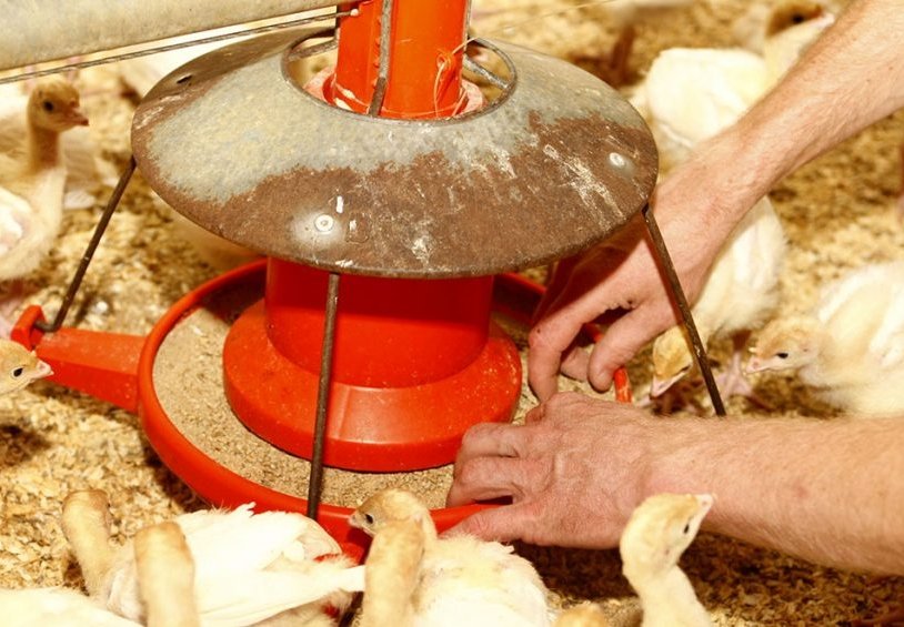 Solving Feed-Related Growth Issues in Broilers