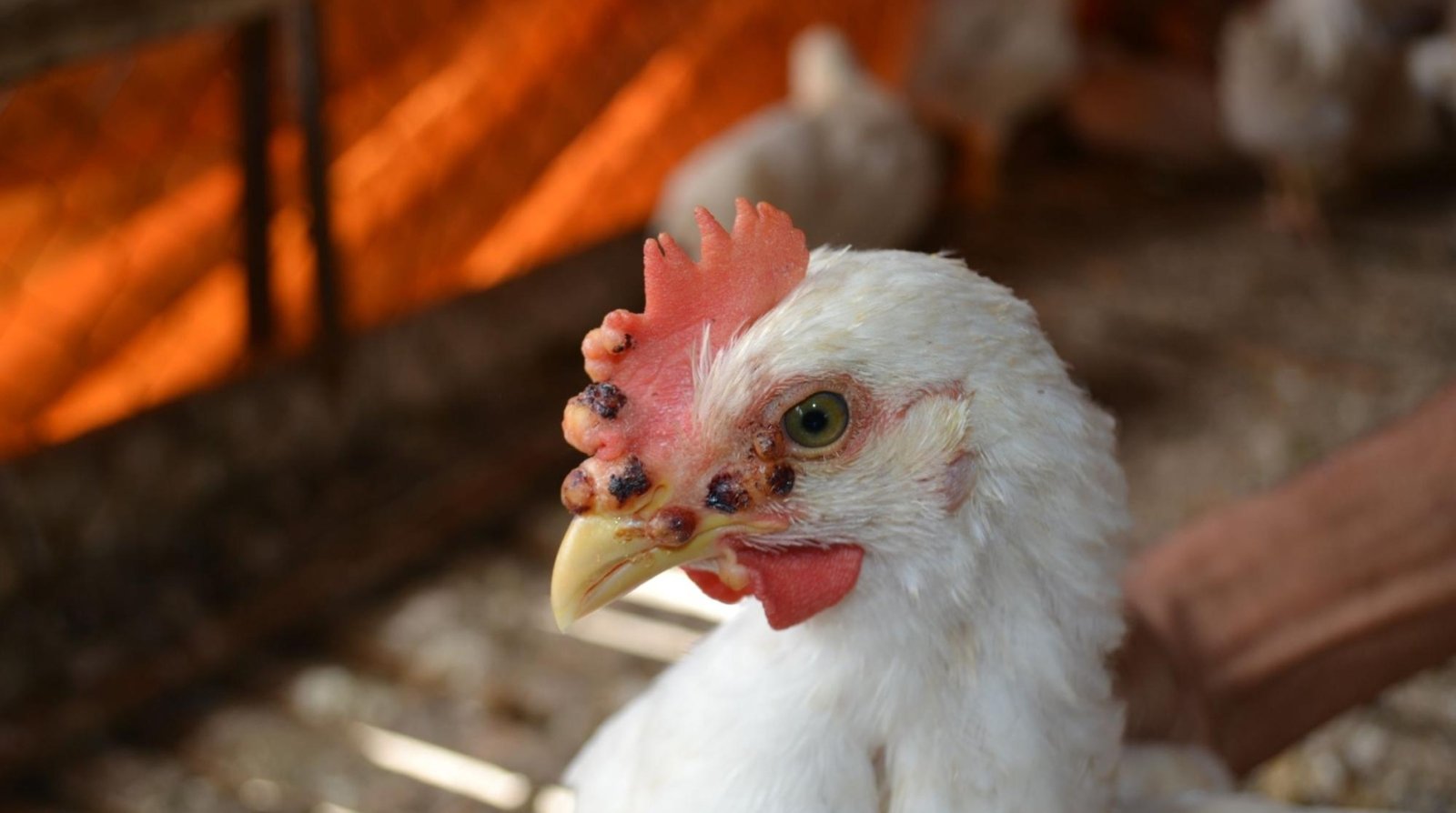 Spotting Disease in Broiler Chickens: Early Signs