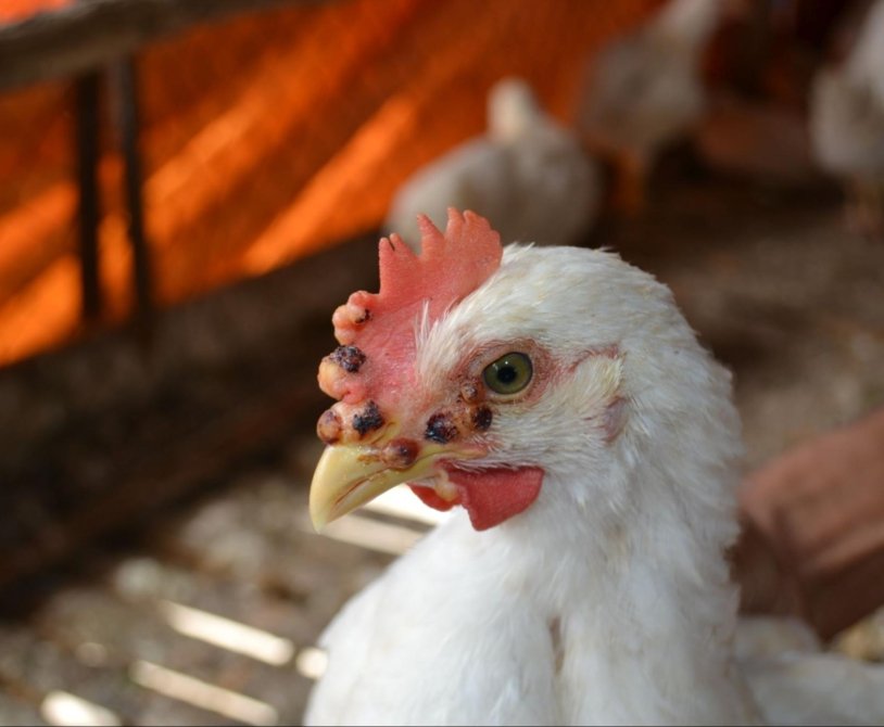 Spotting Disease in Broiler Chickens: Early Signs