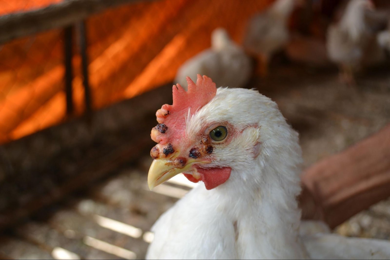 Spotting Disease in Broiler Chickens: Early Signs
