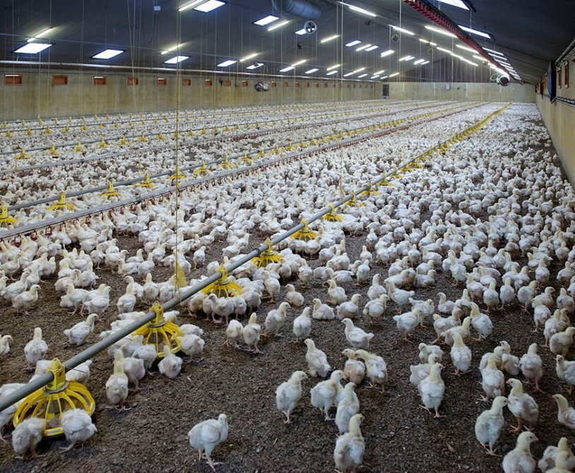 Stocking Density Impact on Broiler Chicken Welfare