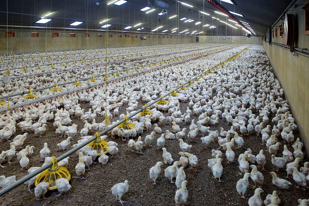 Stocking Density Impact on Broiler Chicken Welfare
