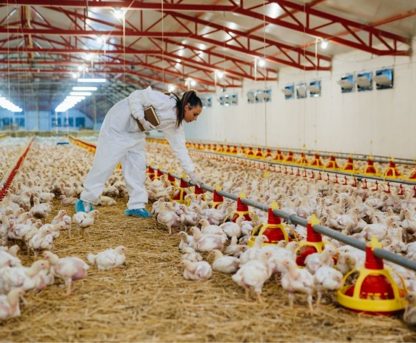 Successful Biosecurity; Vaccination in Broiler Farming