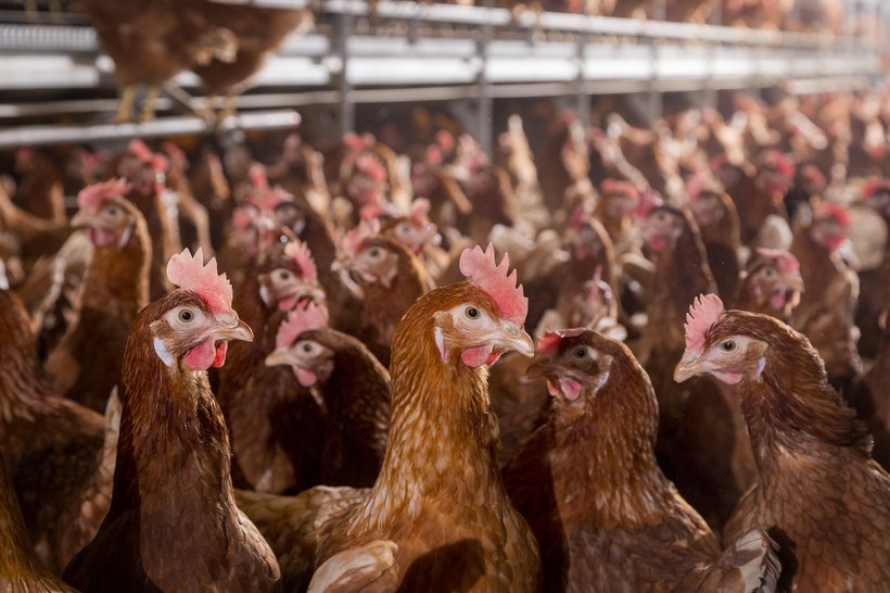 Successful Biosecurity and Vaccination in Broiler Farming