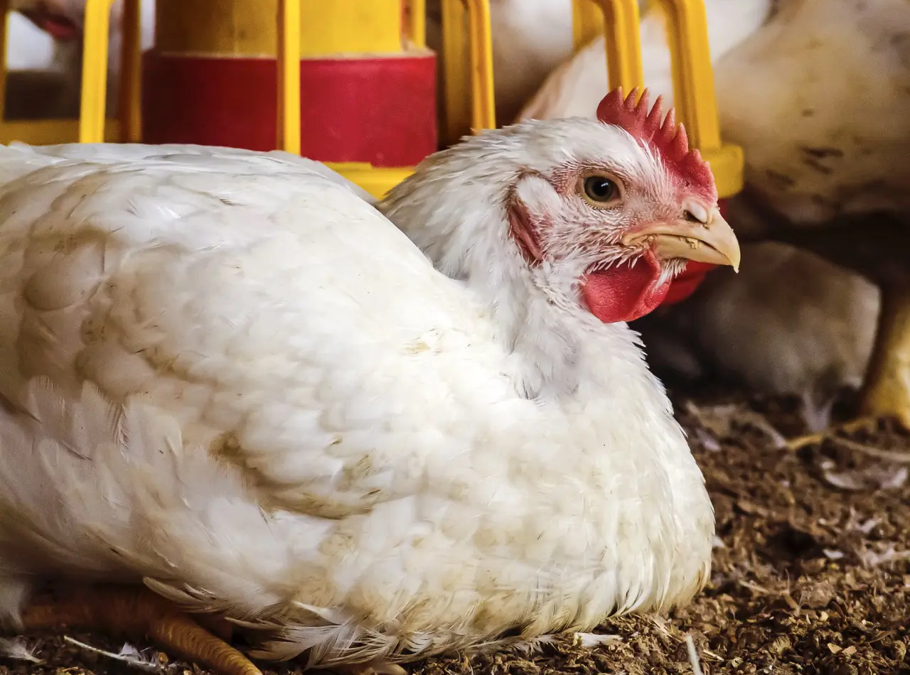 Successful Broiler Chicken Growth Case Studies