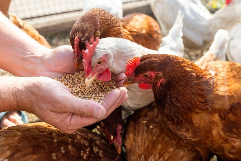 Sustainable Feed for Broiler Chicken Farming