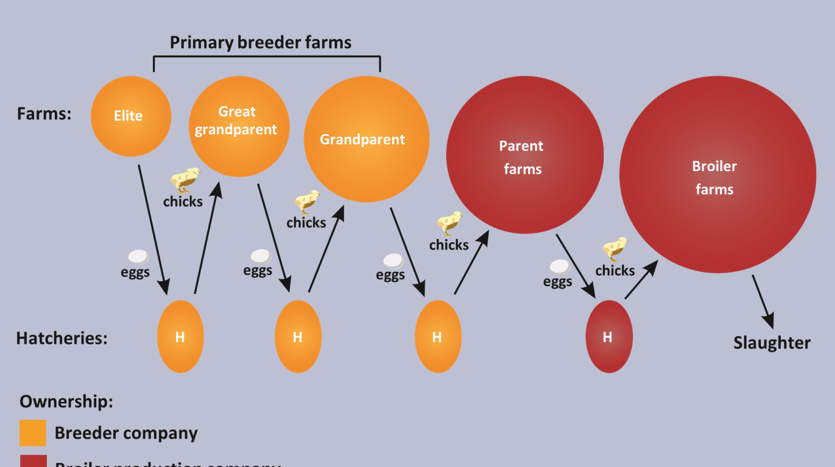 The Broiler Chicken Lifecycle: From Hatch to Market-Ready