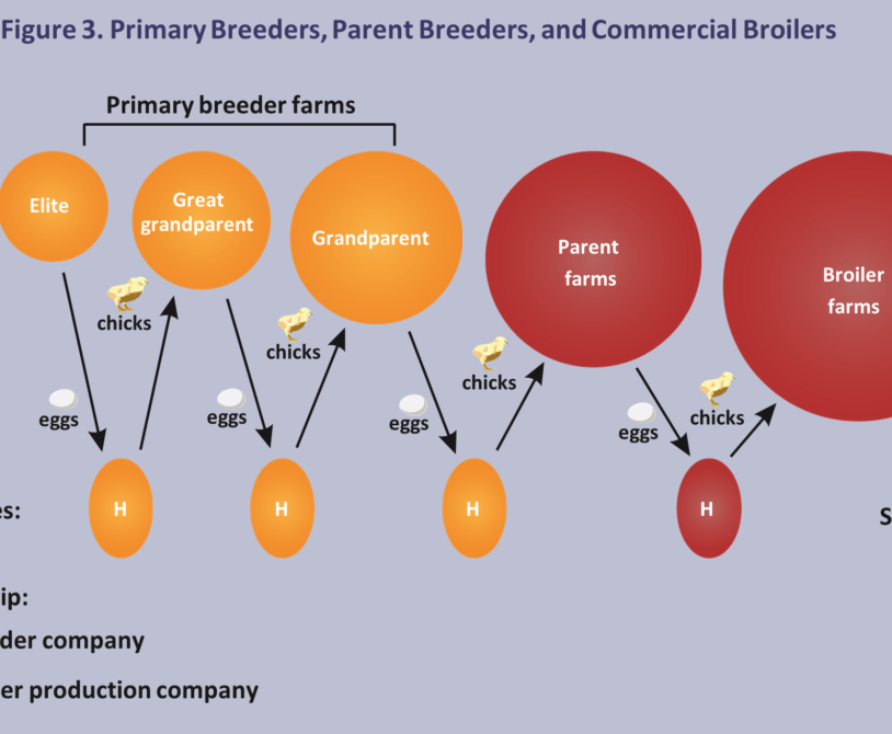 The Broiler Chicken Lifecycle: From Hatch to Market-Ready