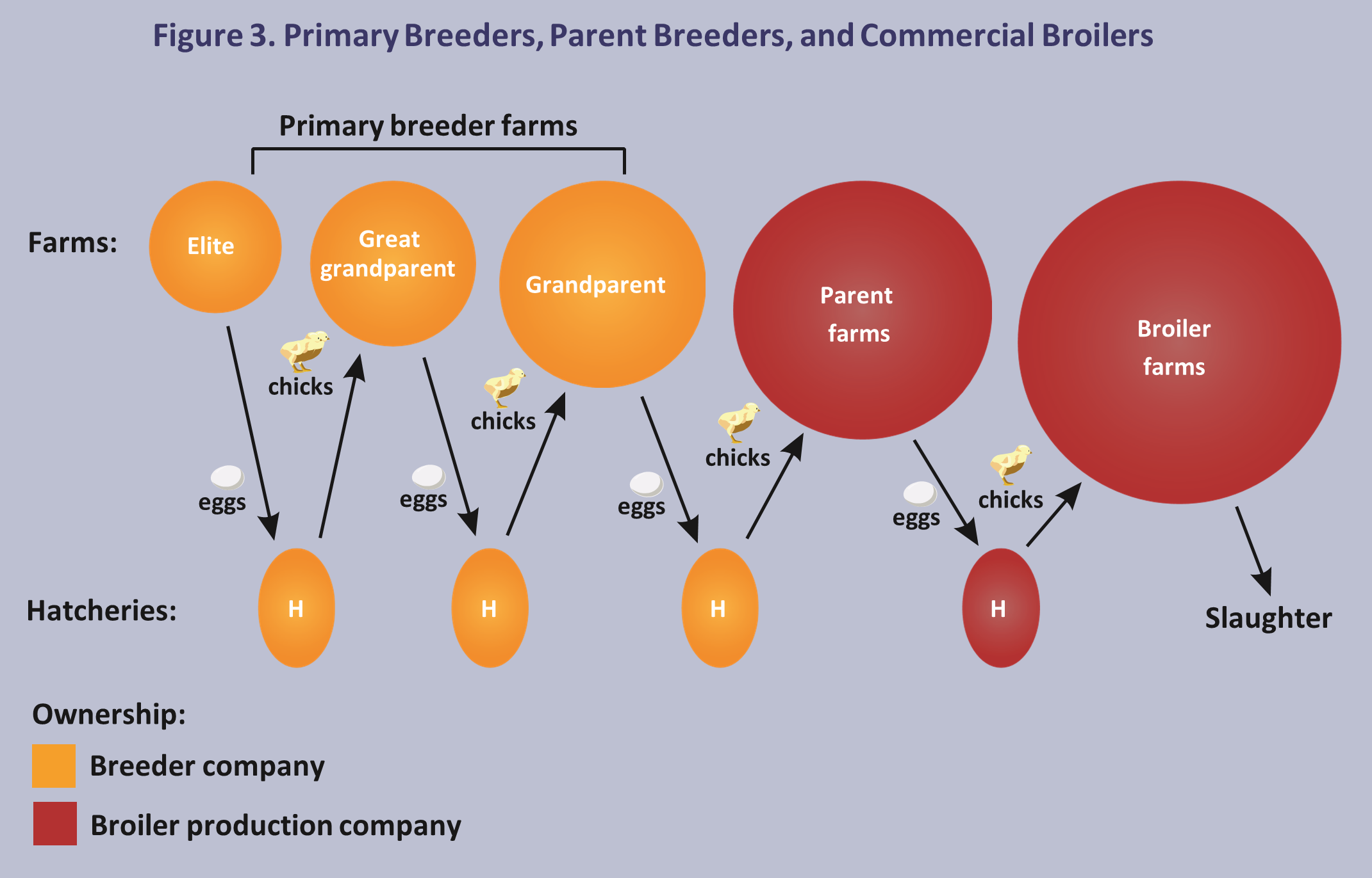The Broiler Chicken Lifecycle: From Hatch to Market-Ready