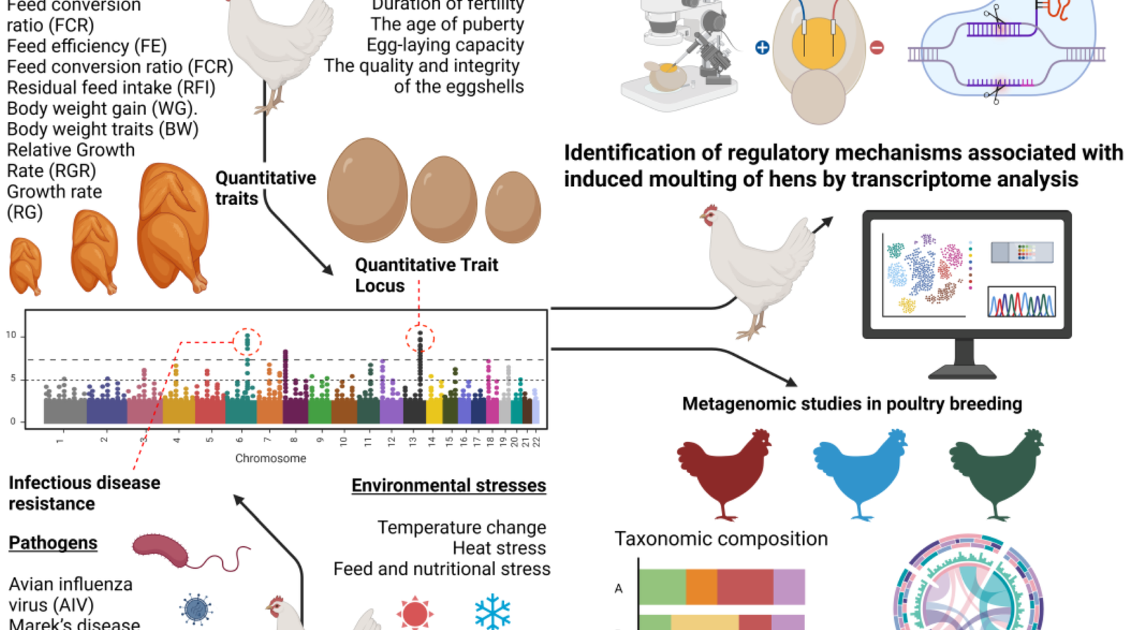 The Future of Broiler Chicken Breeding: CRISPR and Beyond