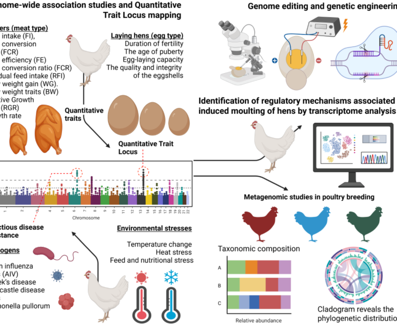 The Future of Broiler Chicken Breeding: CRISPR and Beyond