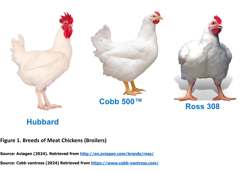 Top 5 Broiler Breeds for Small-Scale Poultry Farmers