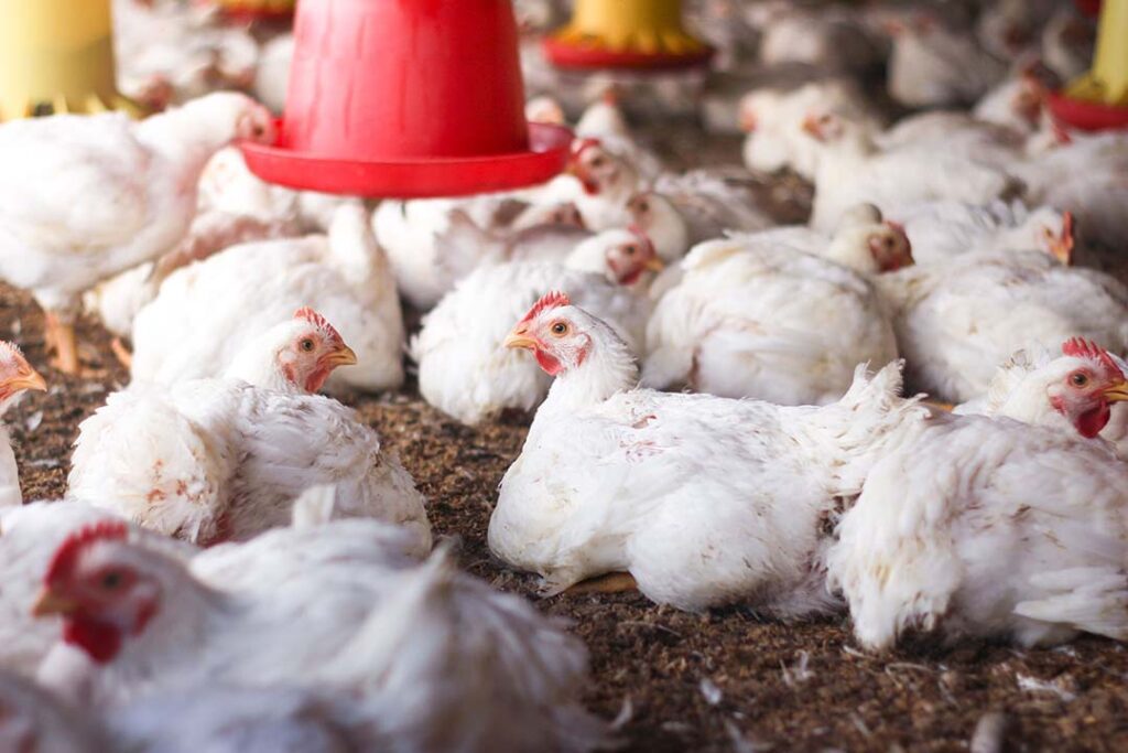 Animal Welfare Standards for Broiler Chickens